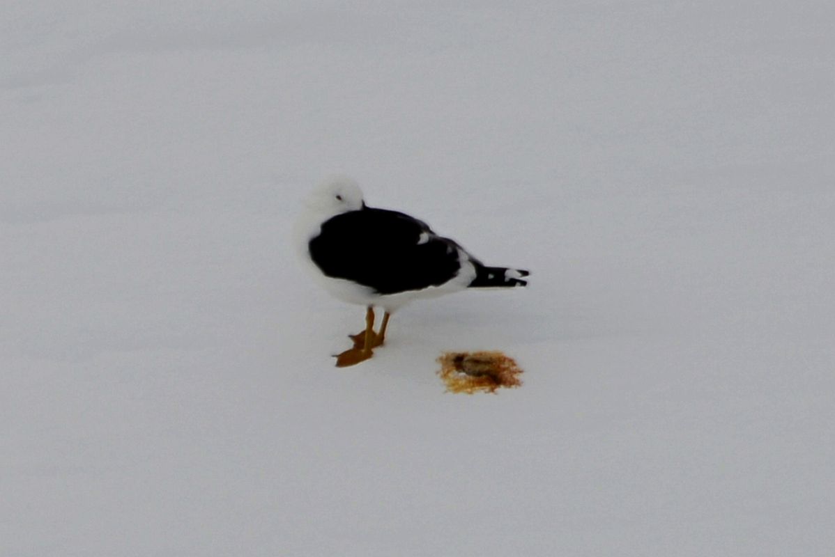 05A Kelp Gull On The Ice Near Danco Island On Quark Expeditions Antarctica Cruise